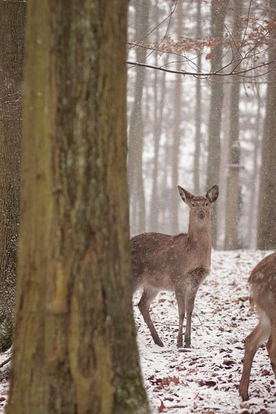Deer in snow by Thomas Heitz