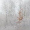 Winterlicher Wald von Ingrid Van Damme fotografie