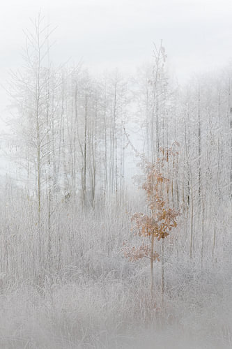 Winter Bos