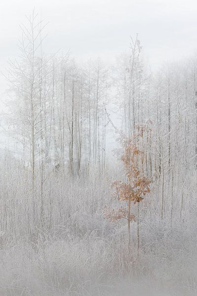 Winter Bos van Ingrid Van Damme fotografie