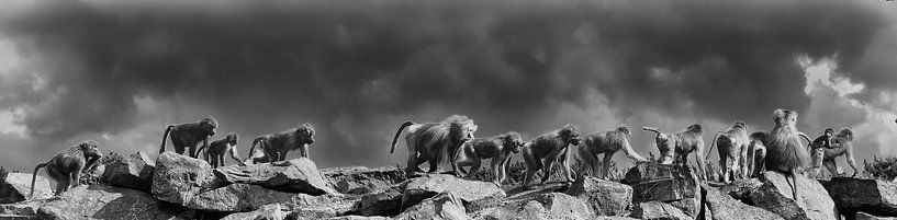 Mantelbavian : Safaripark Beekse Bergen by Loek Lobel