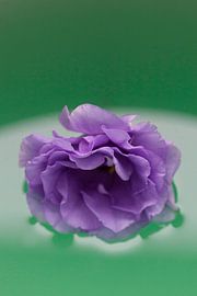 Lila Blume schwimmt auf Wasser von Tot Kijk Fotografie: natuur aan de muur