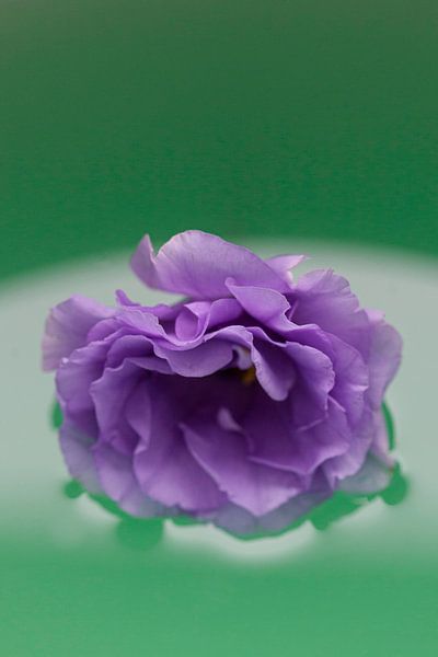 Purple flower floats on water by Tot Kijk Fotografie: natuur aan de muur