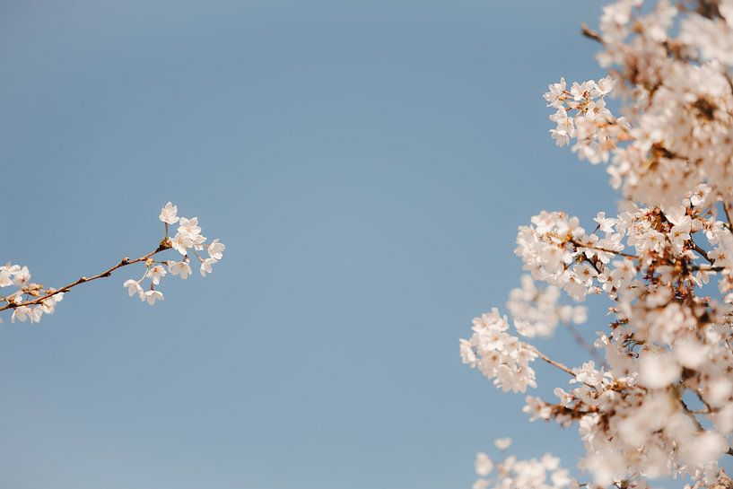 Frühling! von Marika Huisman fotografie