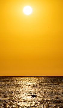 Flamingo's bij zonsondergang in Walvis Bay Namibië, Afrika van Patrick Groß