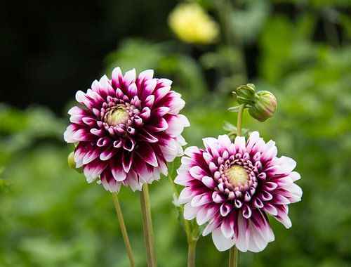 Dahlia