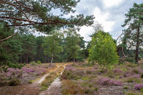 De heide nabij Hulshorst