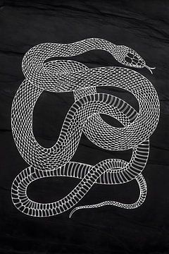 Serpent sur Uncoloredx12