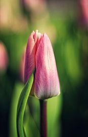 verlegen von Elle Elskamp