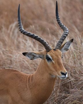 Op safari in Afrika: Impala mannetje van Rini Kools