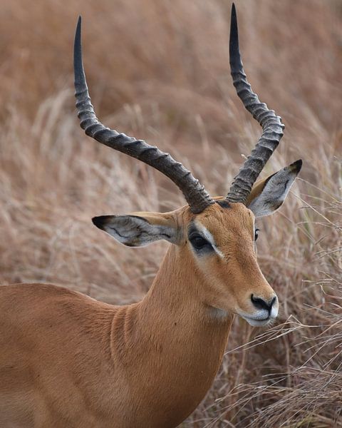 Male Impala by Rini Kools