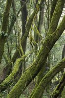 Mystical forest