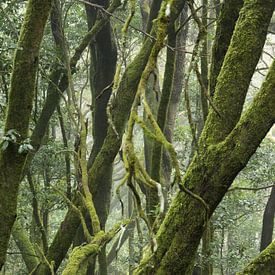 Mystischer Wald von Marian Sintemaartensdijk