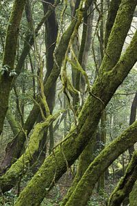 Forêt mystique