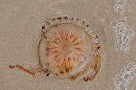 Jellyfish by EVH Cinematography