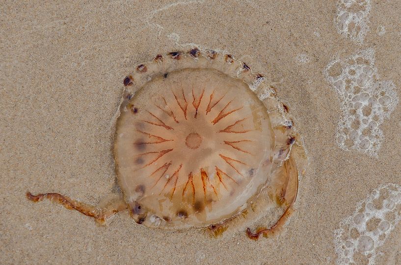 Jellyfish by EVH Cinematography
