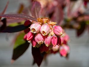 Heidelbeer-Blüte