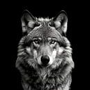 dramatic portrait of a wolf looking straight into the camera by Margriet Hulsker thumbnail