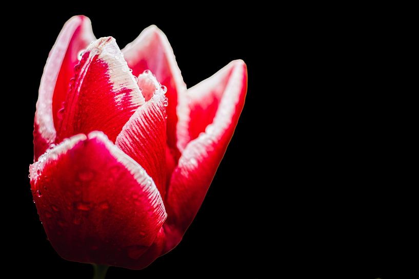 Zarte Tulpe von Nicole Schmidt