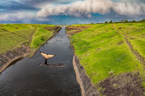 Walvisvin in een kanaal vlak voor een onweersbui.