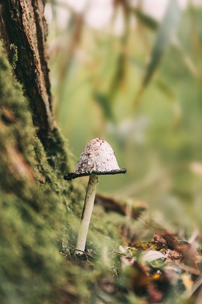 Pilz im Herbst von Maria-Maaike Dijkstra