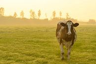Kuh auf einer Wiese während eines nebligen Sonnenaufgangs mit Tau auf dem Gras von Sjoerd van der Wal Fotografie Miniaturansicht
