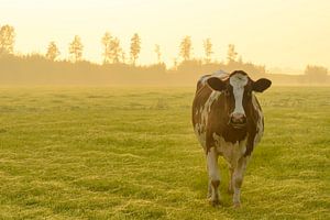 Vache dans une prairie au lever du soleil brumeux avec de la rosée sur l'herbe sur Sjoerd van der Wal Photographie