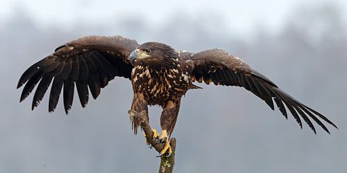 Europese Zeearend von Menno Schaefer