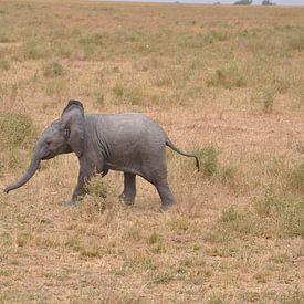 shophier Profile picture