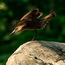 Hamerkop in de startblokken van Van Keppel Studios