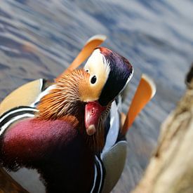 canard mandarin sur Matthias Brix