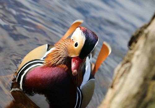 Mandarin duck