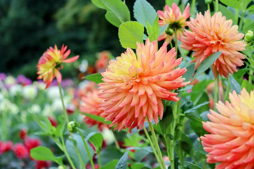 orangefarbene Dahlie von Arie van Vugt