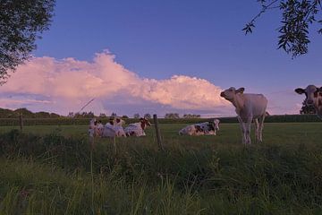 Buienluchten met koeien op de voorgrond