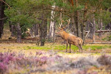 Rothirsch auf der Hoge Veluwe von Gert Hilbink