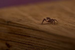 Une araignée qui saute sur un bloc de bois. sur Erik de Rijk