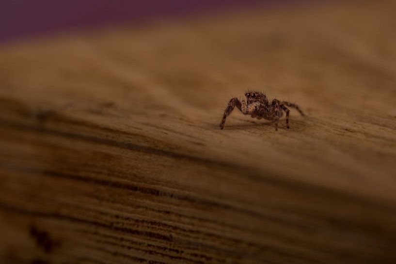 Springende Spinne auf einem Holzblock. von Erik de Rijk