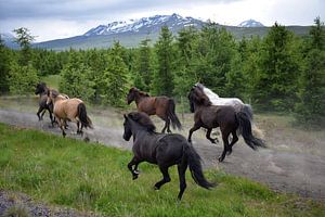 IJslandse paarden trainen van Elisa in Iceland