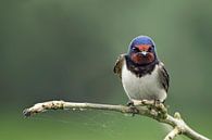 Zwaluw by Jeannette Penris thumbnail