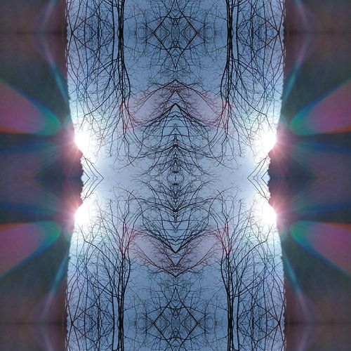 Geometrie van takken en zonlicht