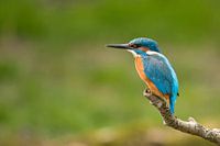 Ijsvogel 