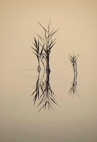 &quot; Silence &quot; by Frank Smedts