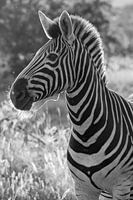 schwarz-weißes zebra, kruger park südafrika