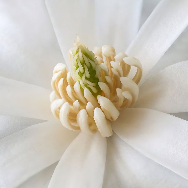 magnolia bloem geopend van Klaartje Majoor