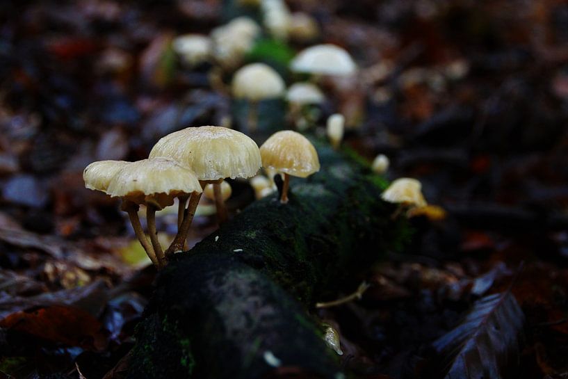 Sur un petit champignon par Marije Zwart