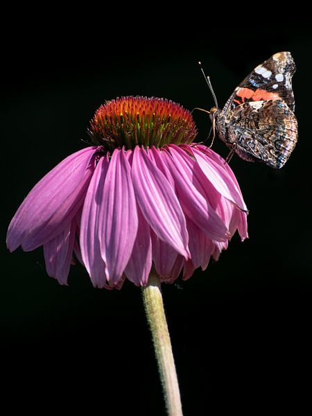 Atalanta van Femke Straten