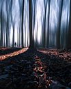 The enchanted forest van Niels Tichelaar thumbnail