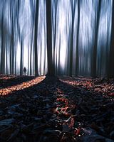 The enchanted forest