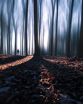 The enchanted forest by Niels Tichelaar