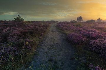 Heide in de Schoorlse duinen met mist #7 van peterheinspictures